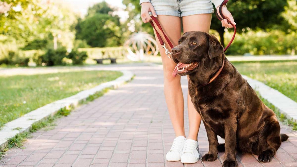 Un labrador passejant pel jardí d'una casa.