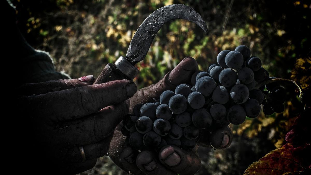 Recolección de uva en un viñedo de Arribes.