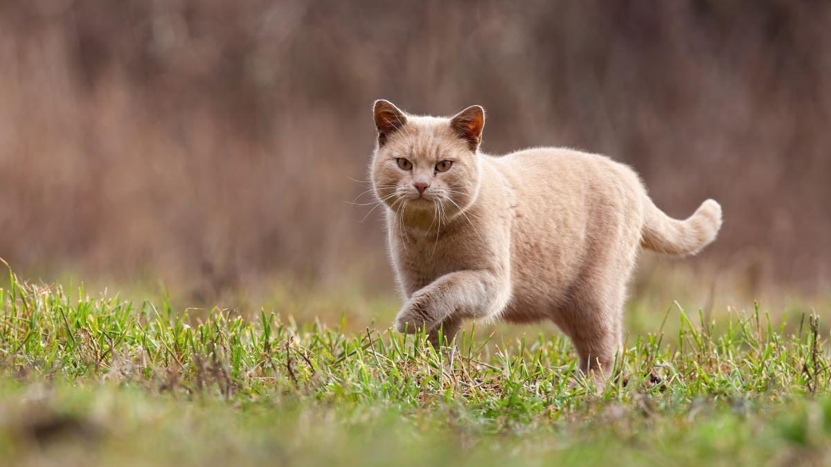 El estudio apunta al impacto de este animal en distintos ecosistemas de la península ibérica.
