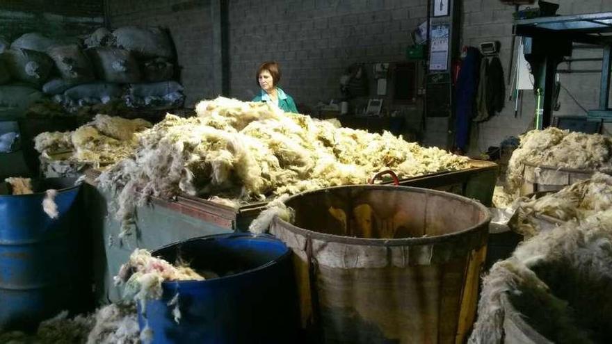 La dueña de la empresa, María Teresa Lobato, clasifica la lana recogida en explotaciones de ovino la provincia.