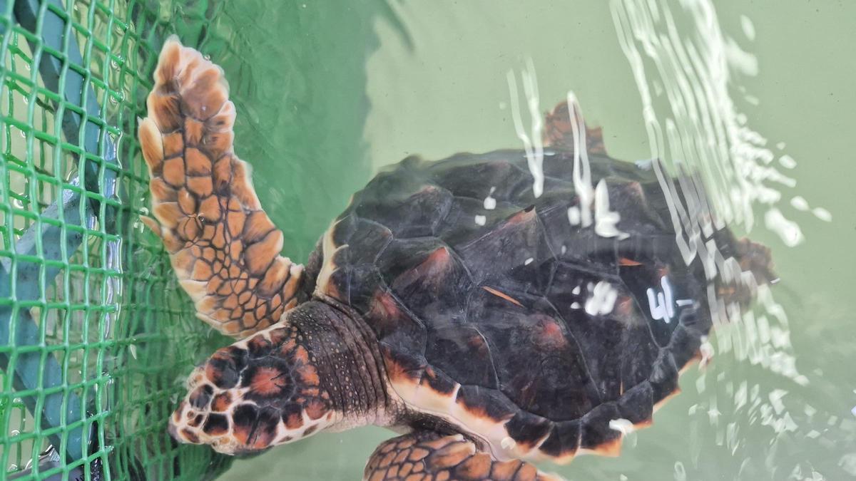Una de las tortugas, lista para volver al Mediterráneo.