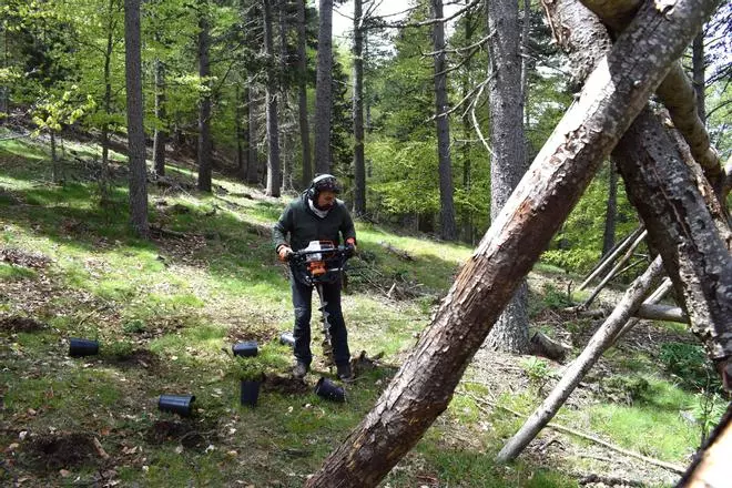 Planten 1.700 arbustos a la Serra del Catllaràs per conservar el gall fer