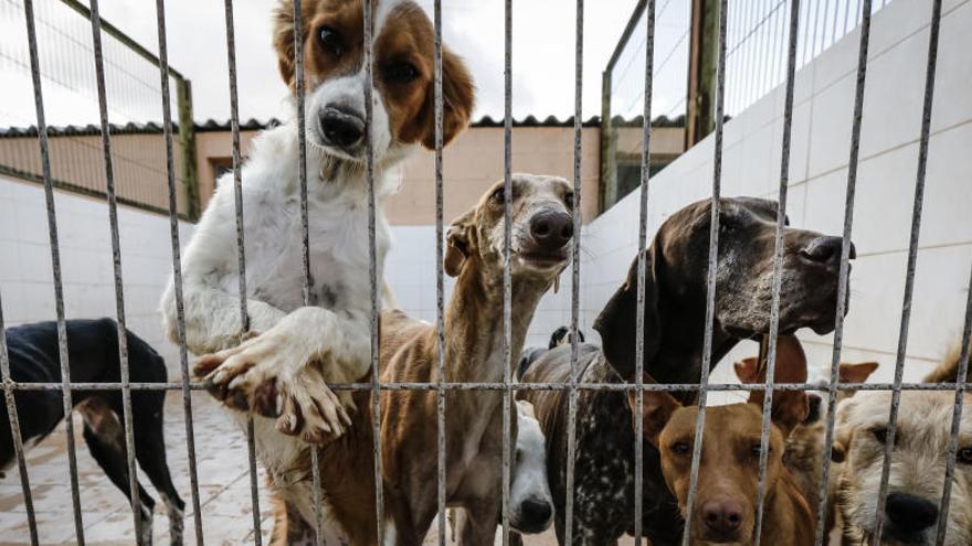 La Protectora de Animales de Villena organizará mañana un festival sobre adopción