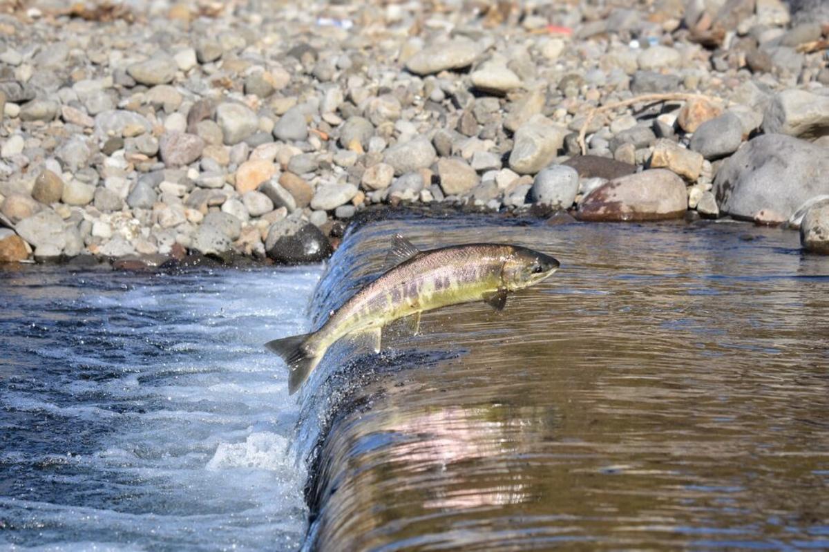 ¿Está extinguiéndose el salmón en Asturias?