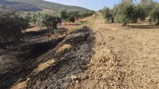 Asaja denuncia dos incendios en olivares de Santaella y Baena por la "obligación de mantener la cubierta vegetal"