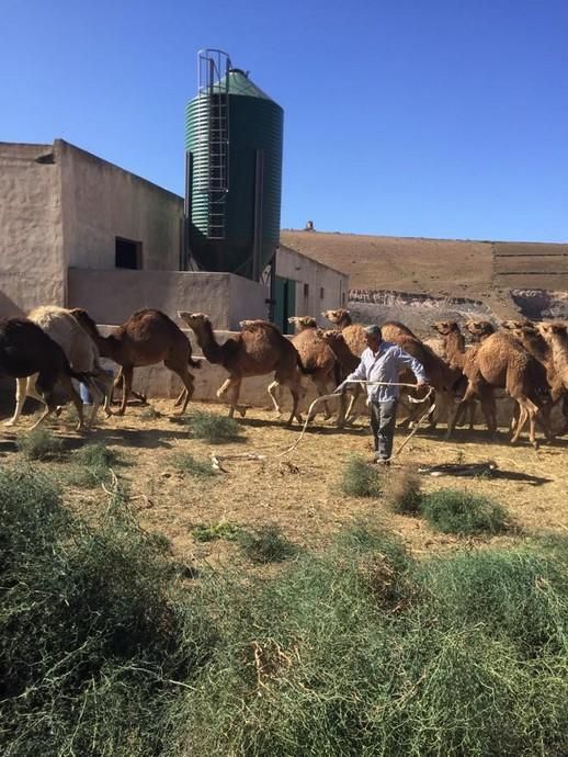 Coronavirus en Canarias | Camellos que pasean a los turistas en Timanfaya