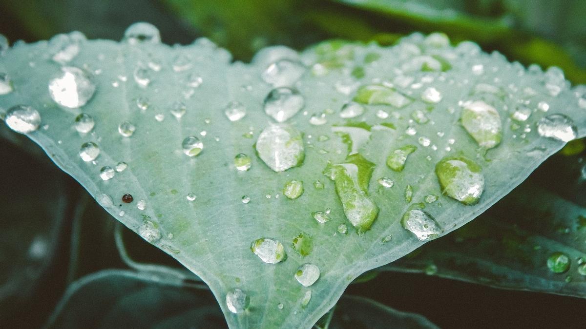 Gotas de lluvia sobre una hoja