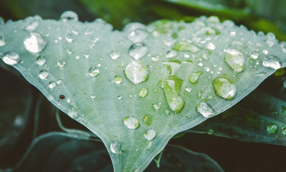 Gotas de lluvia sobre una hoja