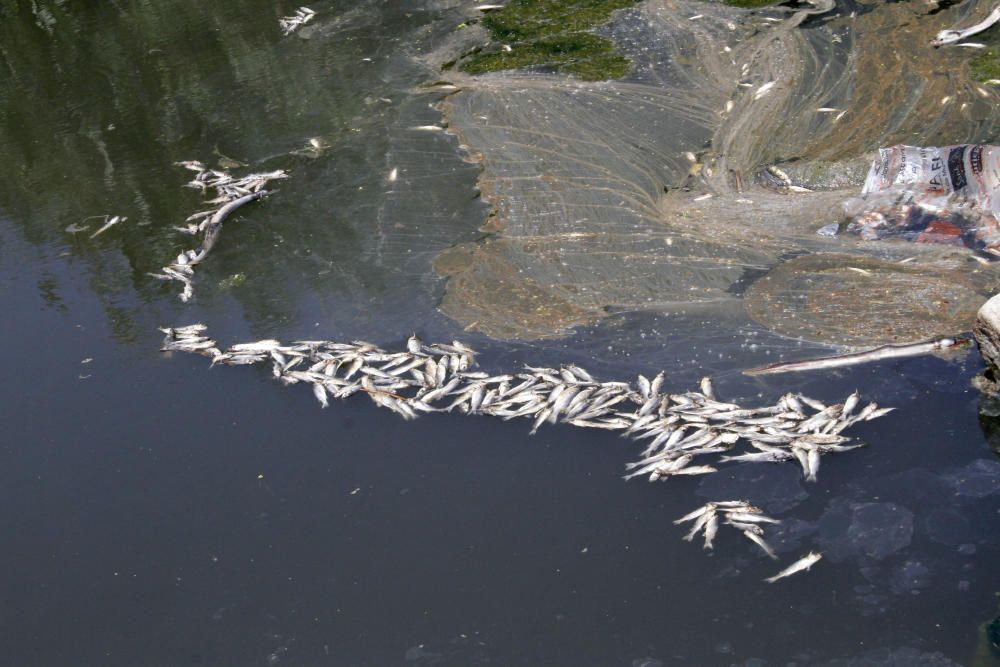 La desembocadura de la Tordera acumula peixos morts