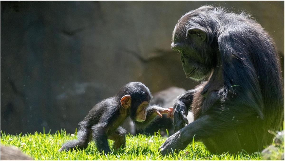 La pequeña 'Cala', última cría de chimpancé nacida en BIOPARC Valencia
