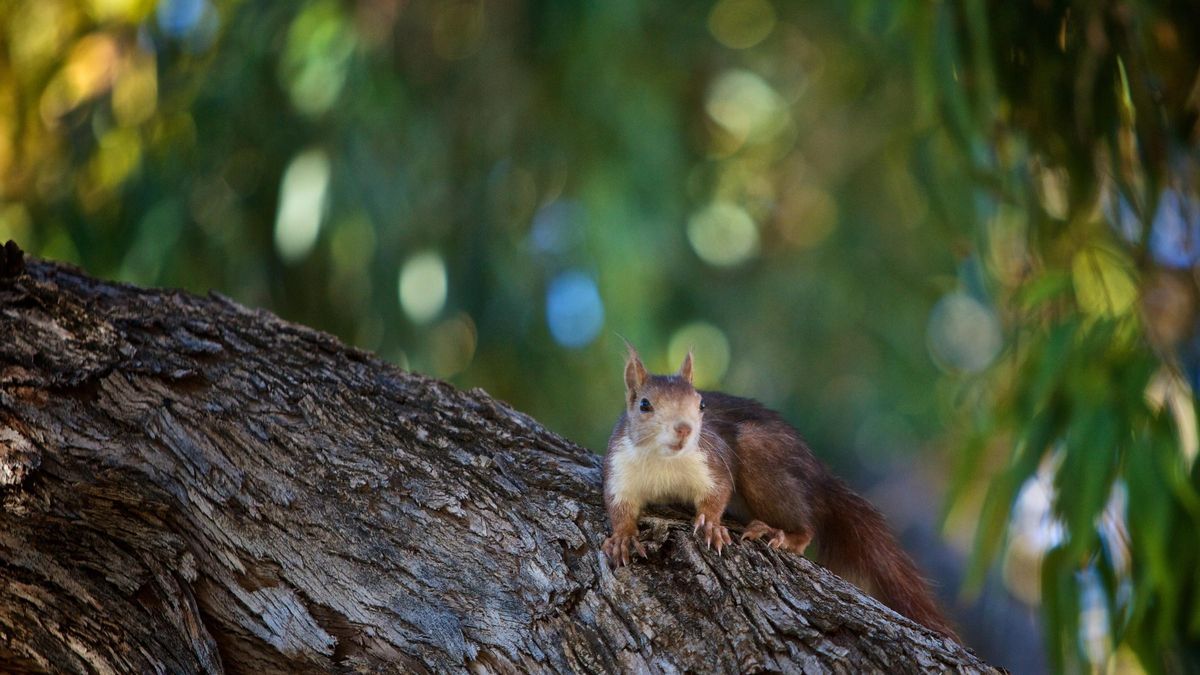 Otro trabajo sobre la ardilla roja (Sciurus vulgaris) de Yael Guerrero, graduada en Biología por la UA, ha dado a conocer el comportamiento y el papel ecológico de esta especie de roedor en zonas ajardinadas urbanas.
