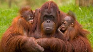 Una hembra de orangután con sus dos crías.