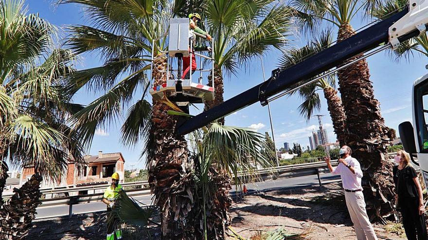 Guillén supervisó el acondicionamiento de las palmeras.