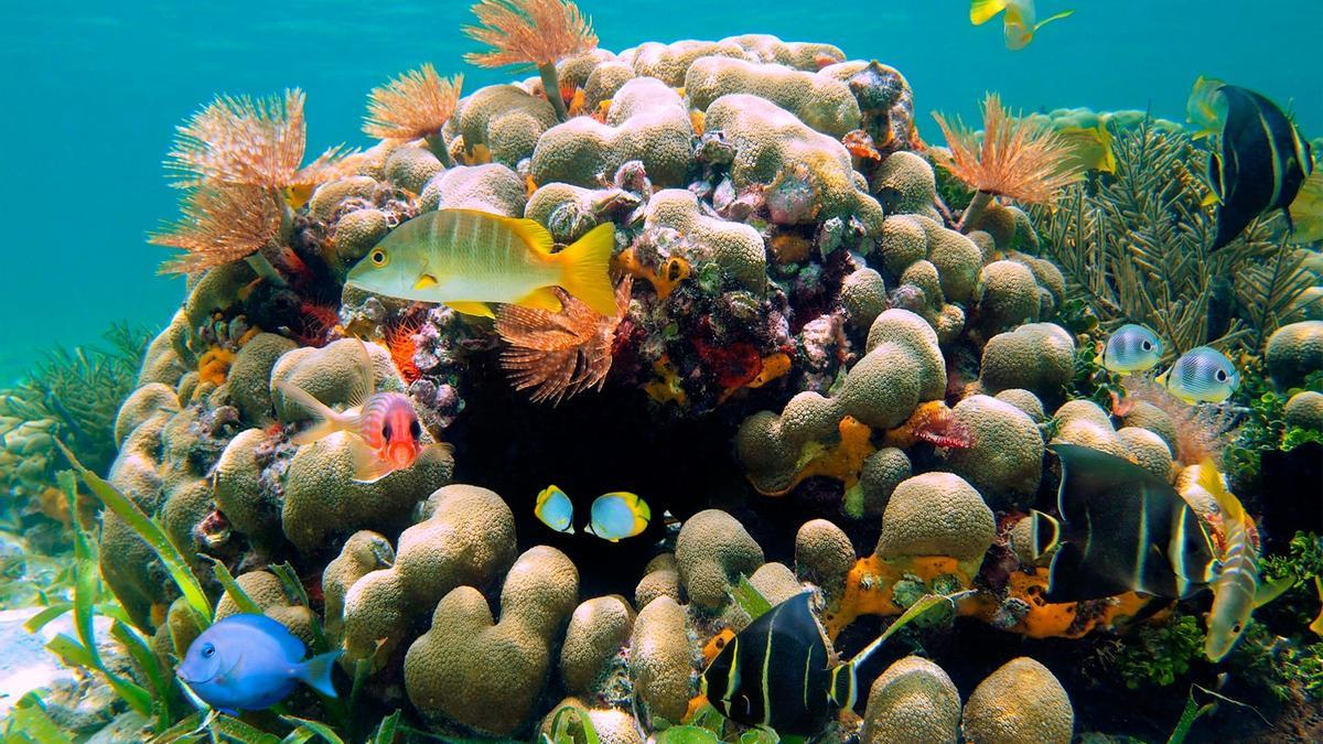 Buceo en Costa Rica