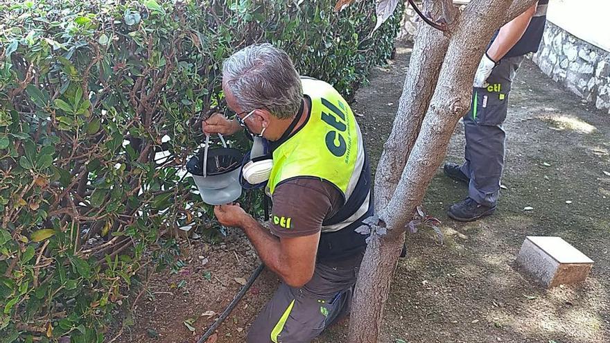 Tratamientos contra plagas en Oliva. | LEVANTE-EMV