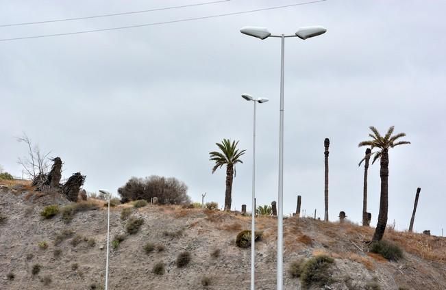 PALMERAL ENFERMO EN EL LAZO Y EL FONDILLO