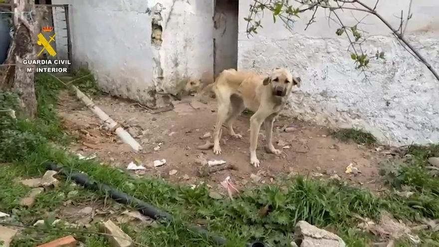 Investigadas 18 personas por maltrato animal en Cádiz