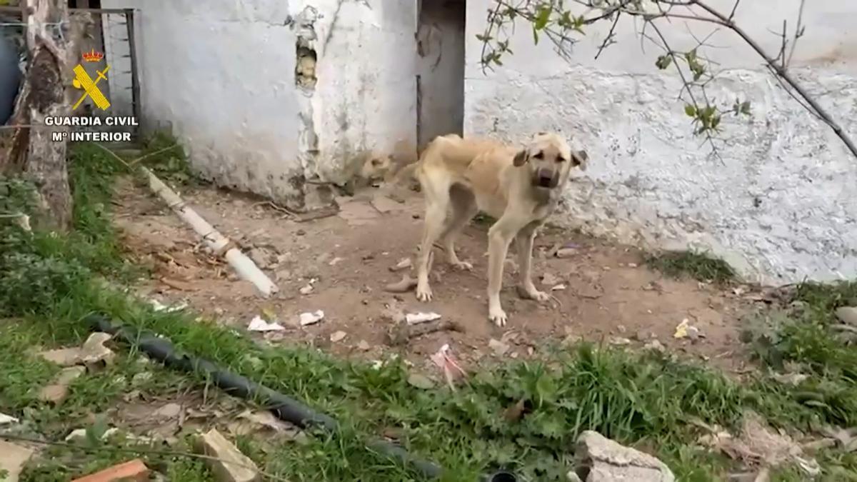 Investigadas 18 personas por maltrato animal en Cádiz