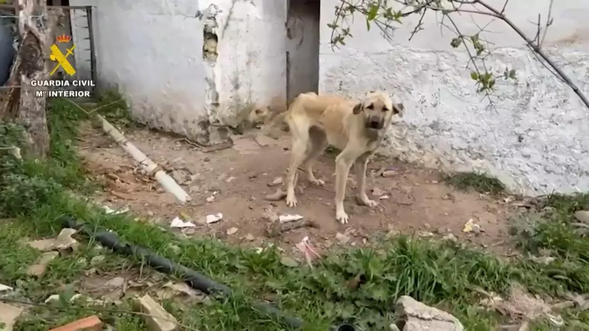 Investigadas 18 personas por maltrato animal en Cádiz