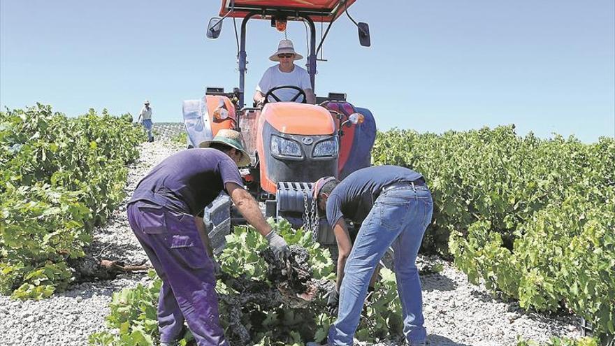 Las cooperativas alertan de la pérdida de la superficie de viñedo en Andalucía