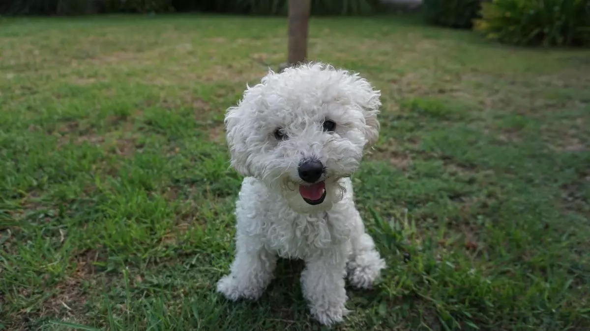 ¿Tu perro te echa de menos? Cómo gestionar tus ausencias