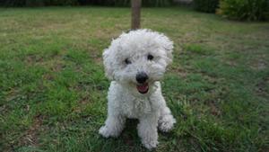 Perro de raza caniche.
