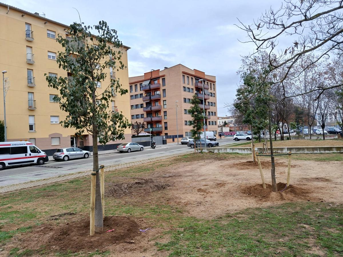 Nous arbres plantats recentment.