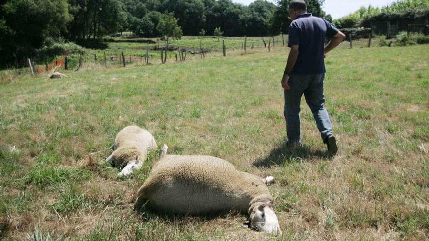 Ataque de lobos a ovejas, el año pasado en Silleda.