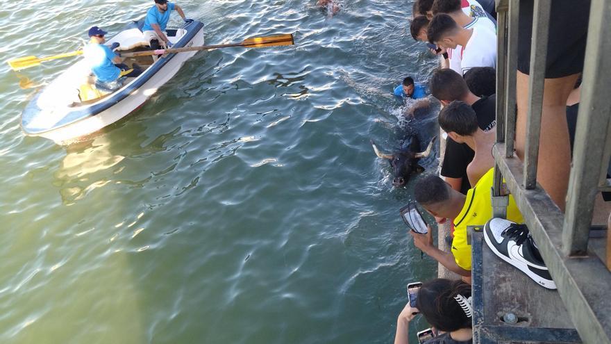 El Partido Animalista pide a Dénia que no celebre los &quot;Bous a la mar&quot;: &quot;Los toros sufren un estrés extremo y, a veces, letal&quot;
