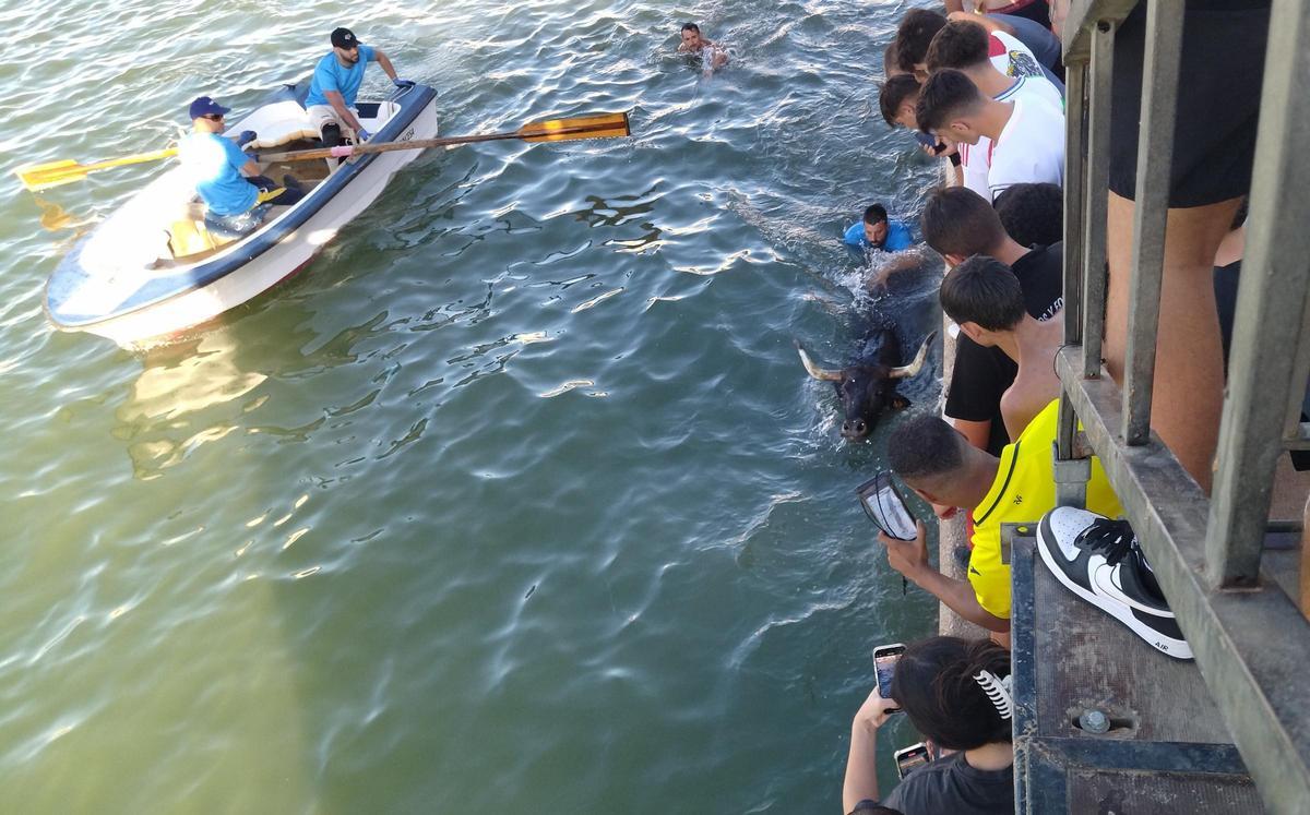 Un toro en el agua durante una de las sesiones de "bous a la mar" de Dénia