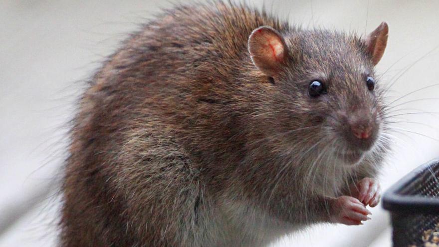 ¿No tienen derechos las ratas de alcantarilla? Las paradojas del animalismo divino