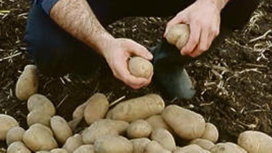 El cultivo y venta de patatas tendrá restricciones inmediatas en los concejos con plaga de polilla