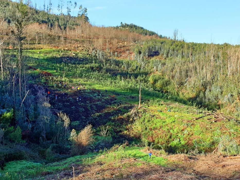 La Comunidad de Montes de Coruxo, que, en colaboración con las brigadas deseucaliptizadoras de Verdegaia, organizaron una jornada de voluntariado para liberar de eucaliptos el regato de O Pontón.