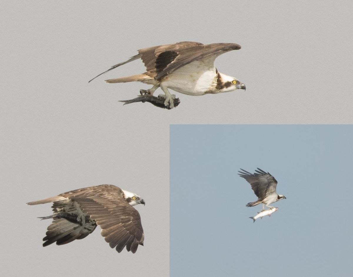 El águila pescadora, fotografiada en una de las expediciones del pesquero "Chasula", reconvertido en aula flotante de naturaleza.