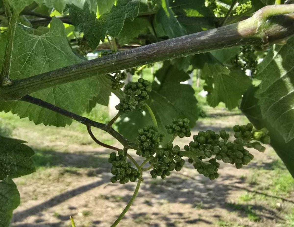 La viña afronta el
proceso de floración.
| M. Méndez