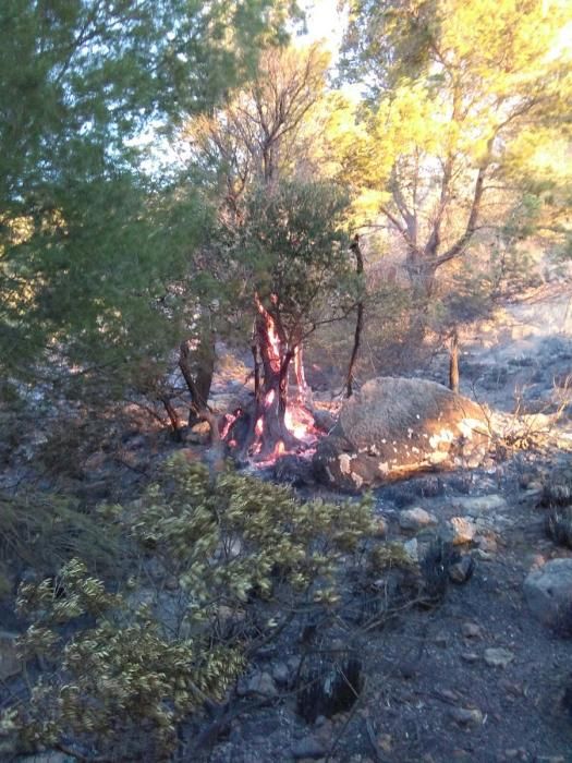 Un incendio forestal quema diez hectáreas en el Puig de Maria, una de pinar