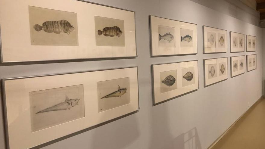 Detalle de la exposición 'Los peces de los mares de España'.