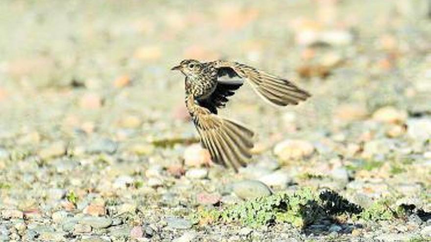 Filomena trastoca a las aves | JOSÉ MARÍA HERNÁNDEZ  