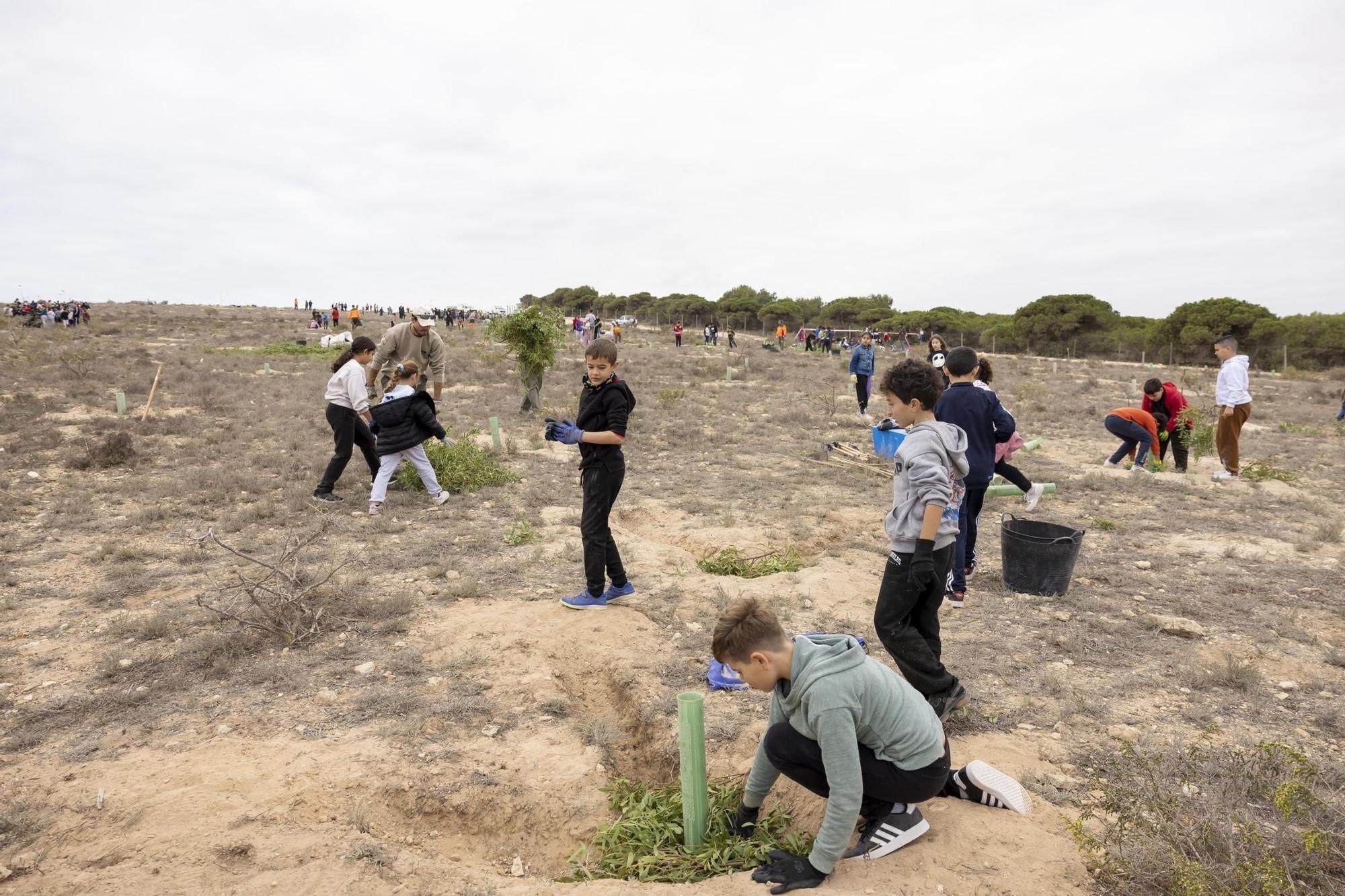 800 escolares se implican en la celebración del Día del Árbol con la plantación de especies autóctonas en torno a la laguna de La Mata de Torrevieja