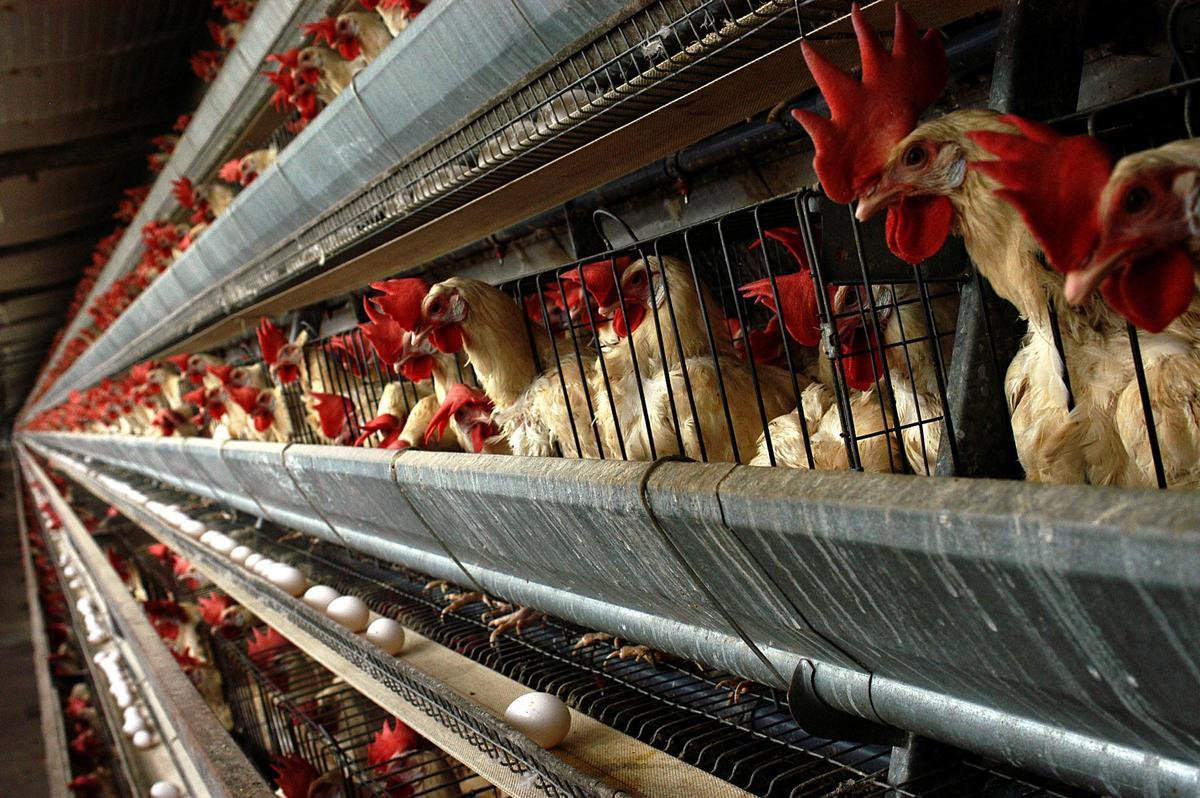 Gallinas ponedoras en una granja.