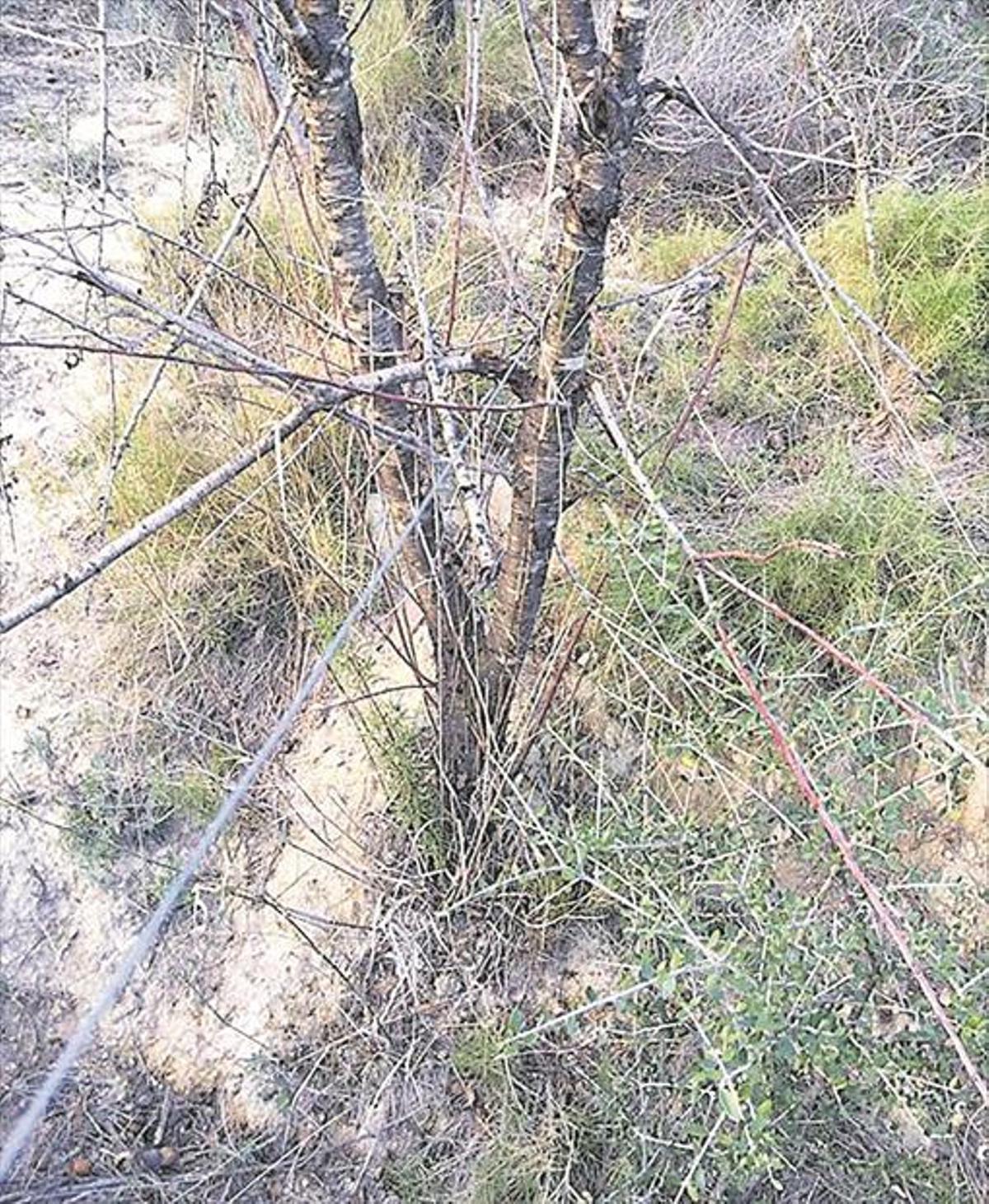 Cabanes denuncia la colocación de alambres para dañar a los ciclistas
