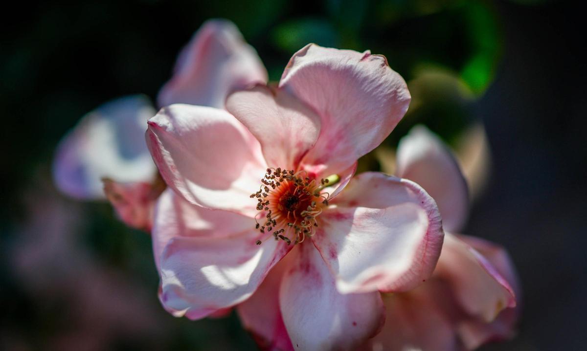 El Jardín Botánico de València está de moda