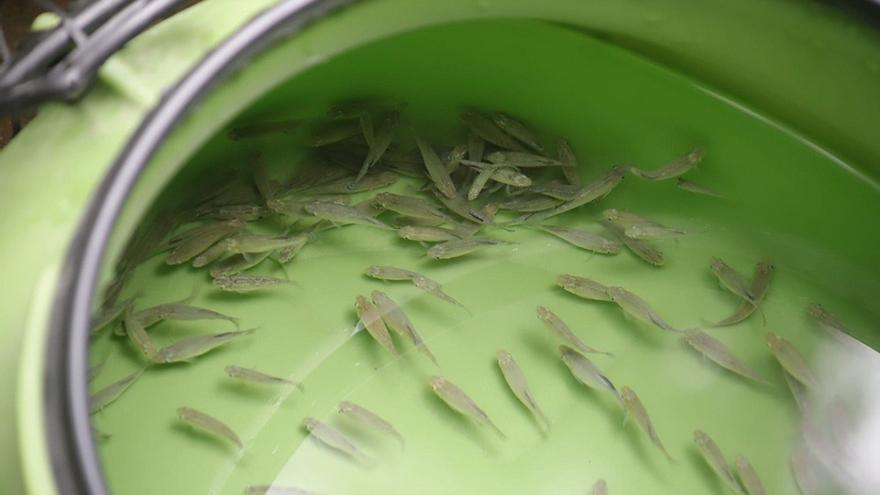 Llegan al Zoo de Córdoba 160 peces de una de las especies en mayor peligro de extinción