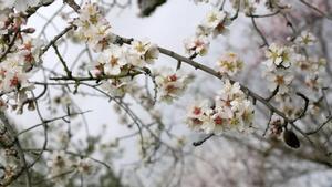 El almendro es uno de los cultivos a los que mejor ha venido las últimas lluvias en Andalucía.