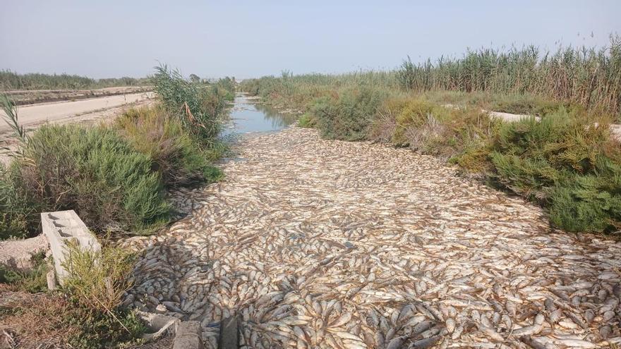 Investigan la muerte de miles de peces en un azarbe de Carrizales en Elche