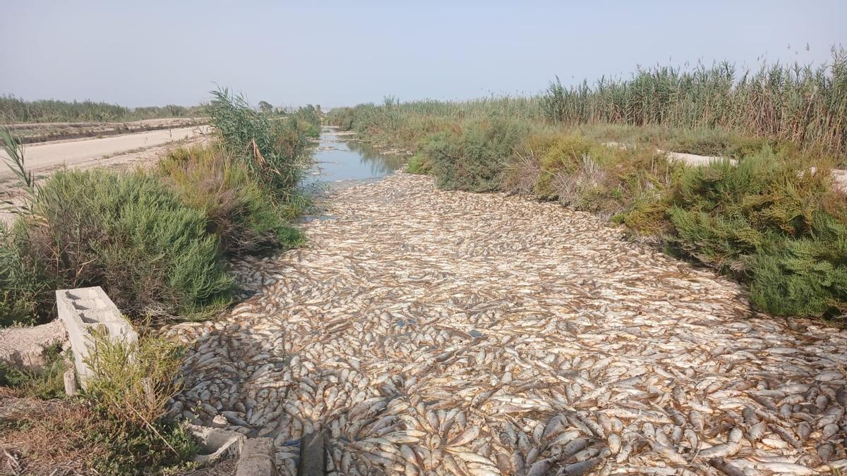 Peces, entre ellos mújol, carpa y lubina, encontrados en el Azarbe de Dalt.