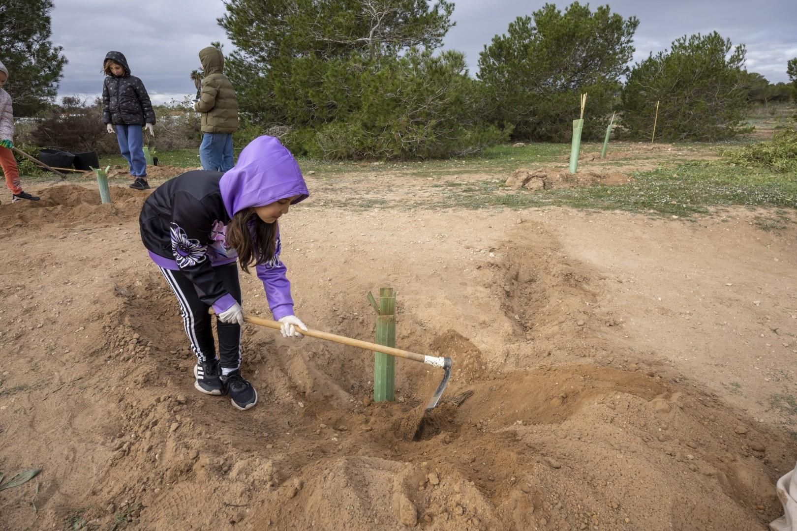 Jornada escolar plantación de especies autóctonas junto al parque natural de las lagunas de Torrevieja y La Mata