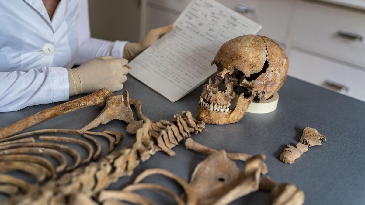 El esqueleto de una joven de la época medieval, en el laboratorio de Paleopatología del MAC, este miércoles.