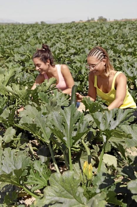 Mit den tiefgrünen Zucchini der Sorte carbassó negre beliefert die Familie Pascual Supermärkte und Gemüseläden der Insel. Die geöffneten Blüten sind für den Gourmet-Markt bestimmt, wie auch das zarte Baby-Format der Frucht.