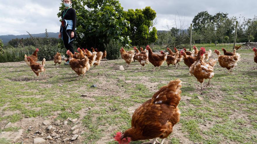Les pites salen del confinamientu: Asturies vuelve permitir la cría d'estes aves en llibertá quitando n'ocho conceyos